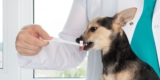 What Are the Best Practices for Maintaining My Pet's Oral Health?